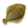 Turbot.png