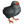 Poussinnoir.png