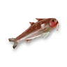 Red mullet.png