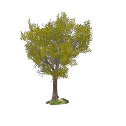 Bouleautaillé2.png