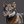 Wolfdogs.gif