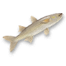 Mullet.png